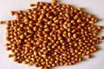 Semen Pruni Armeniacae