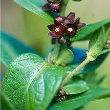 Radix et Rhizoma Cynanchii Stauntoni