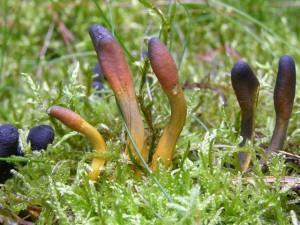 Sclerotium Cordyceps Chinensis