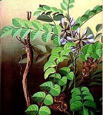Radix Glycyrrhizae Uralensis
