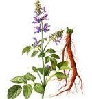 Salvia Miltiorrhizo
